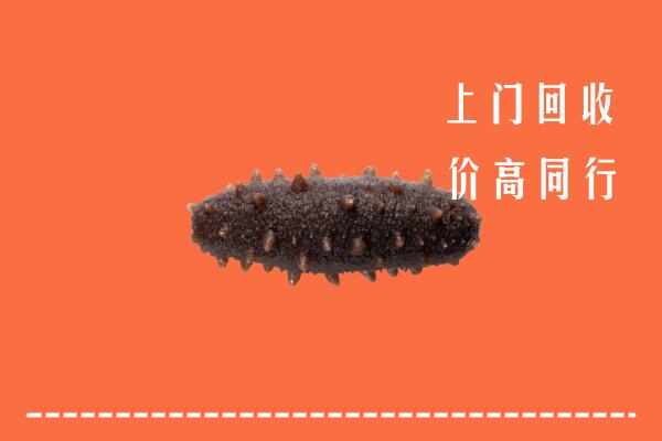 大兴安岭回收海参